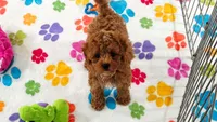 Chase, a male Cavapoo and Poodle - Toy  for sale in Tucson, AZ – 9 of 10