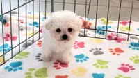Layla, a female Maltipoo for sale in Tucson, AZ – Photo 6 of 9