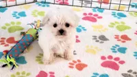 Layla, a female Maltipoo for sale in Tucson, AZ – Photo 5 of 9