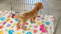 Frankie, a male Cavapoo and Poodle - Miniature  for sale in Tucson, AZ – 3 of 10