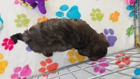 Alex, a male Cavapoo and Poodle - Toy  for sale in Tucson, AZ – 4 of 10
