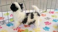 Dakota, a female Maltese and Papillon for sale in Tucson, AZ – 8 of 10
