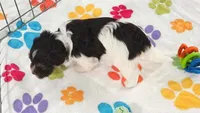 Piper, a female Havashire for sale in Tucson, AZ – 3 of 9