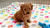 Frankie, a male Cavapoo and Poodle - Miniature  for sale in Tucson, AZ – 1 of 10