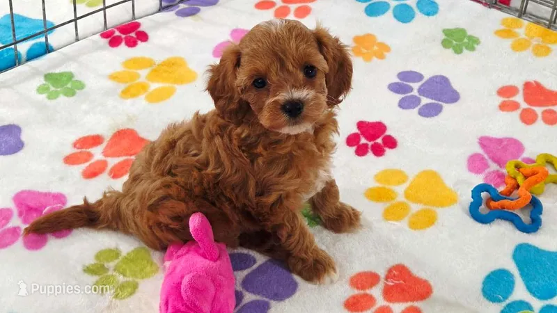 Bonnie – Cavapoo, Poodle - Toy  puppy for sale in Tucson, AZ