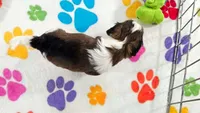Jackson, a male Havashire for sale in Tucson, AZ – 4 of 10