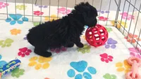 Cody, a male Yorkshire Terrier and Poodle - Toy  for sale in Tucson, AZ – 3 of 10