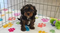 Alex, a male Cavapoo and Poodle - Toy  for sale in Tucson, AZ – 9 of 10