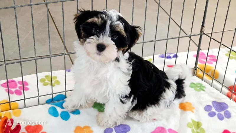 Bruno – Havashire puppy for sale in Tucson, AZ
