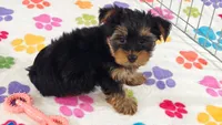 Oscar, a male Yorkshire Terrier for sale in Tucson, AZ – 4 of 9
