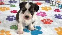 Jackson, a male Havashire for sale in Tucson, AZ – 3 of 10