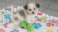 Bandit, a male Maltese and Papillon for sale in Tucson, AZ – 5 of 10