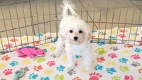 Joey, a male Maltipoo for sale in Tucson, AZ – 3 of 9