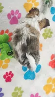 Duke, a male Maltese and Papillon for sale in Tucson, AZ – 8 of 10