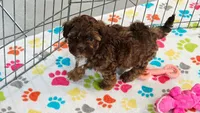 Charlie, a male Shih Tzu and Poodle - Toy  for sale in Tucson, AZ – 5 of 9