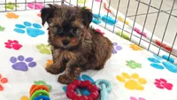 Bruce, a male Yorkshire Terrier for sale in Tucson, AZ – 7 of 10