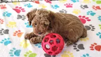 Baxter, a male Cockapoo for sale in Tucson, AZ – Photo 3 of 10