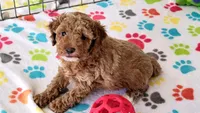 Baxter, a male Cockapoo for sale in Tucson, AZ – Photo 2 of 10