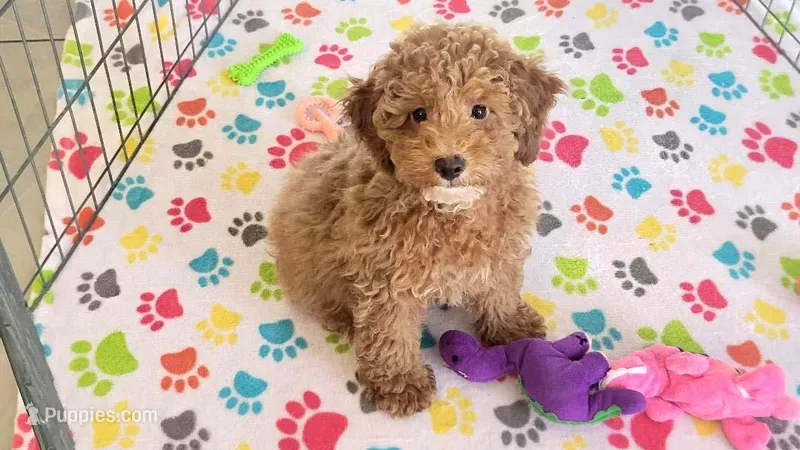 Baxter – Cockapoo puppy for sale in Tucson, AZ