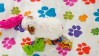 Harley, a female Cavapoo and Poodle - Toy  for sale in Tucson, AZ – 9 of 10