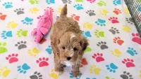 Bentley, a male Cavapoo for sale in Tucson, AZ – 9 of 10