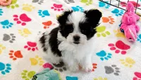 Ace, a male Maltese and Papillon for sale in Tucson, AZ – 3 of 9