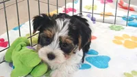 Sam, a male Yorkshire Terrier for sale in Tucson, AZ – 9 of 10