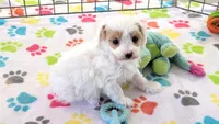 Annie, a female Cavapoo and Poodle - Toy  for sale in Tucson, AZ – 10 of 10