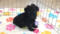 Cody, a male Yorkshire Terrier and Poodle - Toy  for sale in Tucson, AZ – 10 of 10