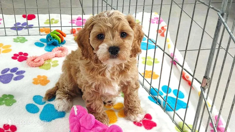 Dixie – Cavapoo, Poodle - Toy  puppy for sale in Tucson, AZ