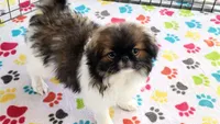 Mia, a female Japanese Chin for sale in Tucson, AZ – Photo 9 of 10