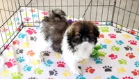 Mia, a female Japanese Chin for sale in Tucson, AZ – Photo 1 of 10