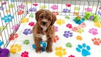 George, a male Cavapoo and Poodle - Toy  for sale in Tucson, AZ – 5 of 10
