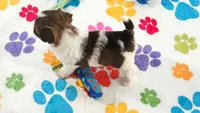 Tucker, a male Havashire for sale in Tucson, AZ – 10 of 10