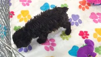 Dexter, a male Cockapoo and Poodle - Toy  for sale in Tucson, AZ – 5 of 9