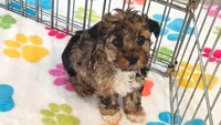 Marshall, a male Yorkshire Terrier and Poodle - Toy  for sale in Tucson, AZ – 7 of 10