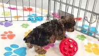 Marshall, a male Yorkshire Terrier and Poodle - Toy  for sale in Tucson, AZ – 10 of 10