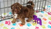 Charlie, a male Shih Tzu and Poodle - Toy  for sale in Tucson, AZ – 6 of 9