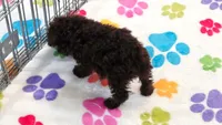 Nugget, a female Cockapoo and Poodle - Toy  for sale in Tucson, AZ – 3 of 9