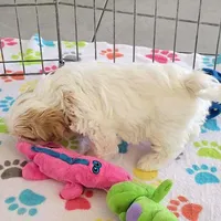 Daisy, a female Shih Tzu for sale in Tucson, AZ – Photo 9 of 10