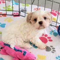 Daisy, a female Shih Tzu for sale in Tucson, AZ – Photo 4 of 10