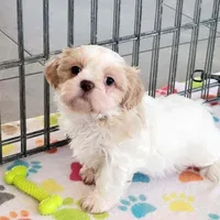 Daisy, a female Shih Tzu for sale in Tucson, AZ – Photo 6 of 10