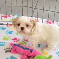 Daisy, a female Shih Tzu for sale in Tucson, AZ – Photo 5 of 10