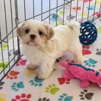 Daisy, a female Shih Tzu for sale in Tucson, AZ – Photo 8 of 10