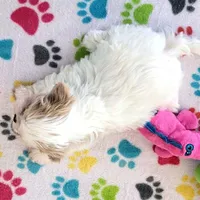 Daisy, a female Shih Tzu for sale in Tucson, AZ – Photo 3 of 10