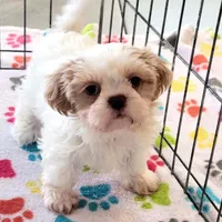 Daisy, a female Shih Tzu for sale in Tucson, AZ – Photo 2 of 10