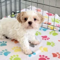 Daisy, a female Shih Tzu for sale in Tucson, AZ – Photo 7 of 10