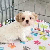 Daisy, a female Shih Tzu for sale in Tucson, AZ – Photo 1 of 10