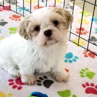Daisy, a female Shih Tzu for sale in Tucson, AZ – Photo 10 of 10