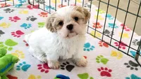 Daisy, a female Shih Tzu for sale in Tucson, AZ – Photo 10 of 10
